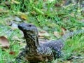 Goanna, Fraser Island