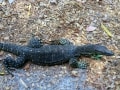 Goanna, Fraser Island