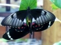 Butterfly mating season, Fraser Island