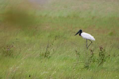 The Guyana Rupununi Savannah