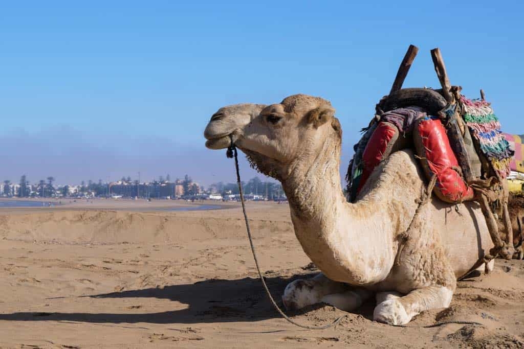 Learning to Kite-surf in Essaouira, Morocco with KiteWorldWide