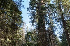 Big Red, Giant Sequoia Trees - Bucket List Road Trips: Driving from San Francisco to Mammoth Lakes