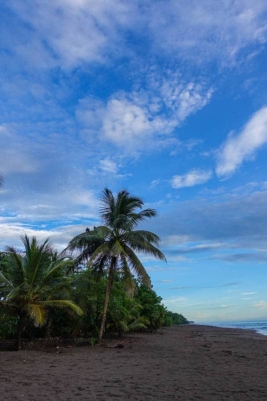 Baby Sea Turtles in Tortuguero