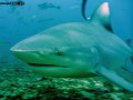 Terrifying Bull Shark