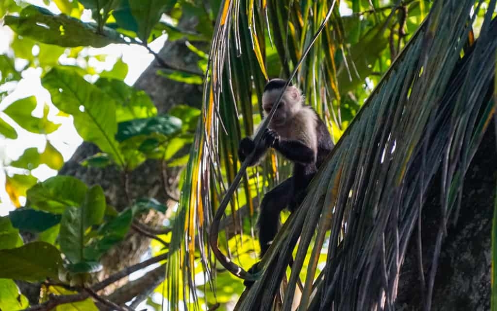 Costa Rica Wildlife - Intrepid Escape