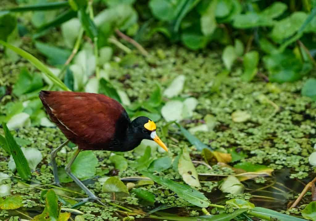 Costa Rica Wildlife - Intrepid Escape