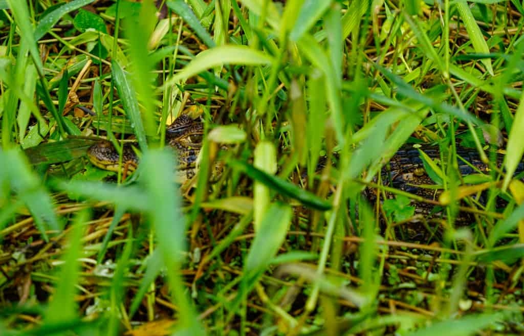 Costa Rica Wildlife - Intrepid Escape