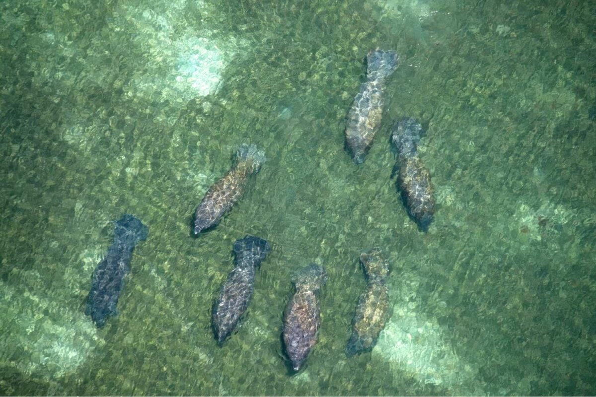 Aerial-view-of-Kings-Bay-Crystal-River-with-manatees