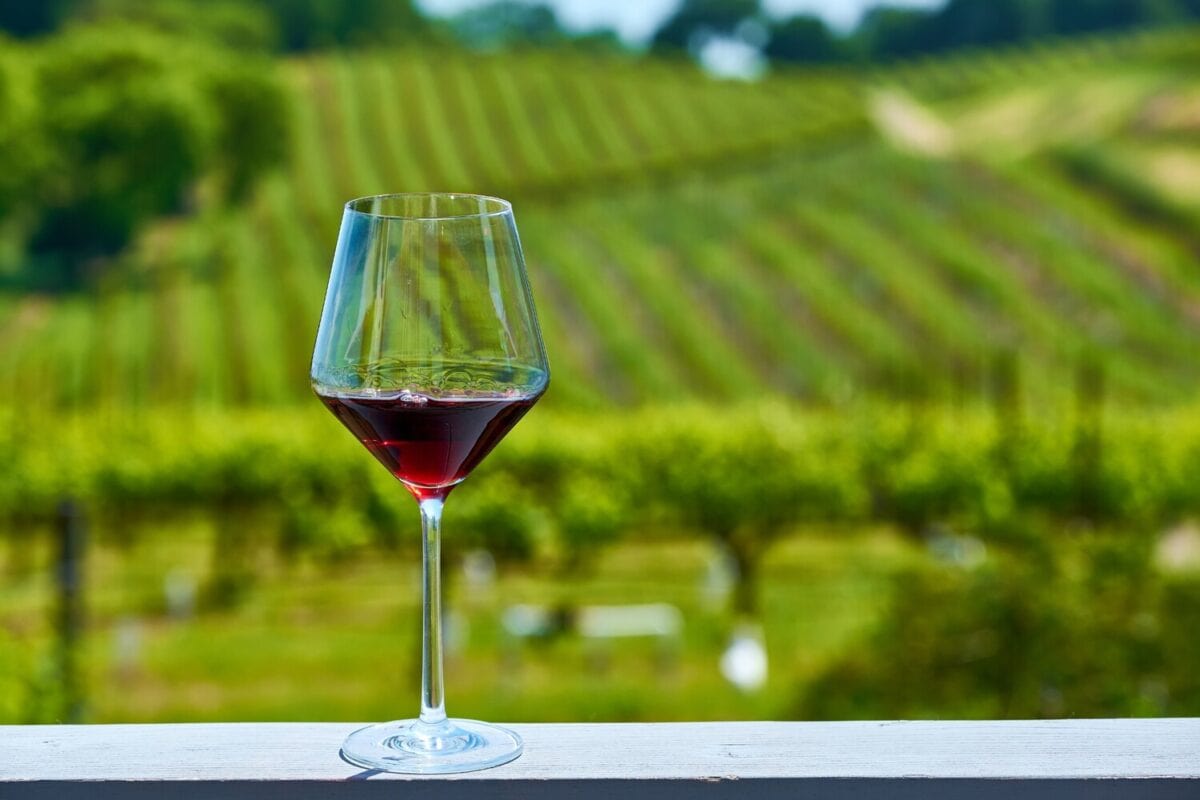 Vineyard views with a wine glass best wine tours in Sonoma