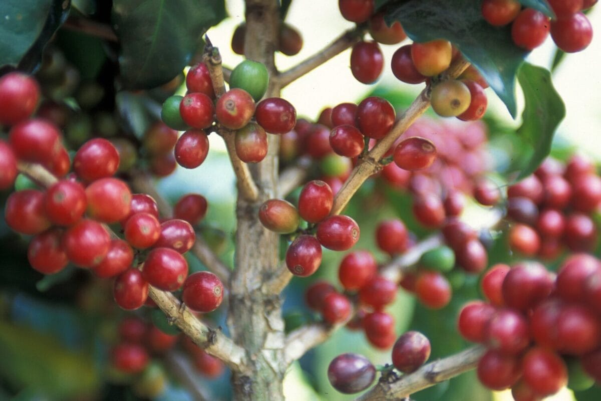 coffee-plantation-in-Guatemala