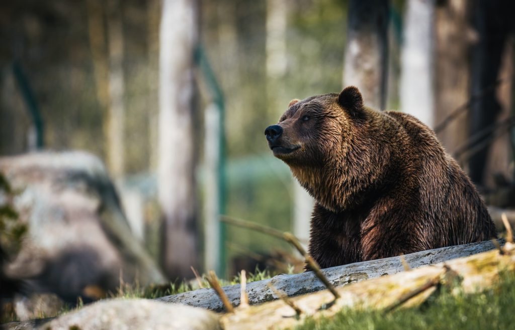 shorte aksjer, shorthandel, bear-market, bear