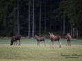 alg_moose_alces_elch_ipnaturfoto_se_alg93