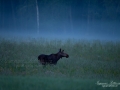 dimma_alg_algtjur_alces_elch_moose_basthud_ipnaturfoto_se_alg153