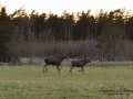 ko_kalv_alg_moose_alces_elch_ipnaturfoto_se_alg92