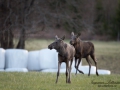 moose_alg_ko_kalv_ipnaturfoto_alces_elch_alg94