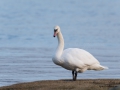 knolsvan_swan_ipnaturfoto_se_ag116