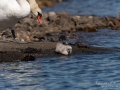 swan_knolsvan_svan_mute_swan_cygnus_ipnaturfoto_se_unge_ag122