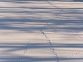 spar_tracks_animaltracks_djurspar_sjois_is_sno_ingemar_pettersson_ipb276