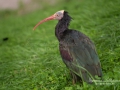 ibis_ipnaturfoto_se_nf76