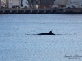 bardval_val_whale_vikval_minke_whale_Byfjorden_Uddevalla_ipnaturfoto_se_odj144