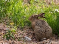 hare_falthare_lepus_urbaniserad_ipnaturfoto_se_odj130