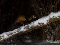 iller_marddjur_vinter_ipnaturfoto_polecat_ferret_Mustela_odj147