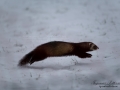 polecat_iller_ferret_ingemar_pettersson_ipnaturfoto_se_odj120