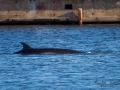 val_whale_vikval_minke_whale_Byfjorden_Uddevalla_ipnaturfoto_se_odj142