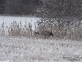 bakslag_vinter_crane_trana_flyttfagel_sno_vinter_letar_mat_ipnaturfoto_se_fo614