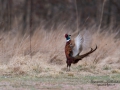 fasan_ipnaturfoto_se_pheasant_fo277