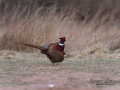 fasan_ipnaturfoto_se_pheasant_fo279