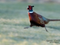 fasan_ipnaturfoto_se_pheasant_fo281