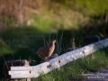 fasan_ipnaturfoto_se_pheasant_fo299