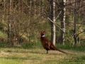 fasan_ipnaturfoto_se_pheasant_fo300