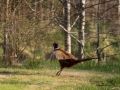 fasan_ipnaturfoto_se_pheasant_fo301