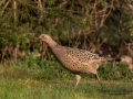 fasan_ipnaturfoto_se_pheasant_fo303