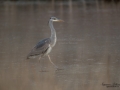 gra_hager_grey_heron_uddevalla_ipnaturfoto_se_fo610