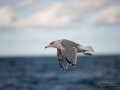 gratrut_hav_fjallbacka_Larus_argentatus_ipnaturfoto_skagerrak_herring_gull_fo612