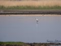 skedstork_ipnaturfoto_se_fo137.jpg