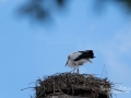 stork_flying_ipnaturfoto_storche_fo326