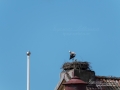 stork_ipnaturfoto_se_fo328