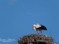 stork_skane_flying_ipnaturfoto_se_fo327