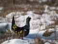 tjader_ipnaturfoto_capercaillie_se_fo503