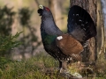 tjader_ipnaturfoto_capercaillie_se_fo606