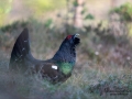 tjader_ipnaturfoto_capercaillie_se_forest_fo616