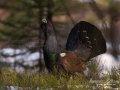 tjader_ipnaturfoto_capercaillie_se_skogshons_fo505