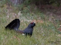 tjader_ipnaturfoto_se_Western_capercaillie_fo285