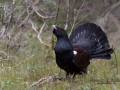 tjader_ipnaturfoto_se_Western_capercaillie_fo286