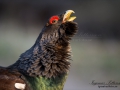 tjader_ipnaturfoto_se_Western_capercaillie_fo295