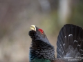 tjader_ipnaturfoto_se_Western_capercaillie_fo296